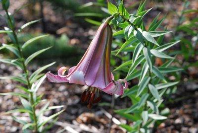 Lilium regale 'Beijing Moon'-lilie královská'Beijing Moon'